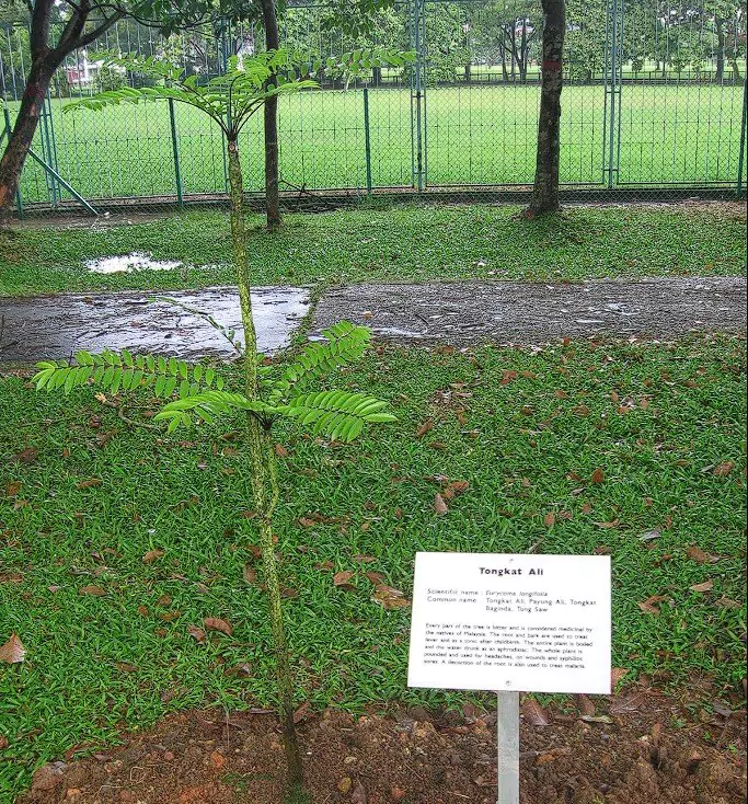 Tongkat Ali is a flowering plant that belongs to the family Simaroubaceae. It is a tall, slender tree